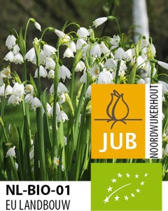 Leucojum gravetye giant.jpg
